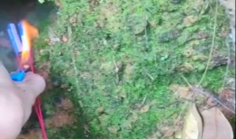 鞭炮炸老鼠视频,一场惊心动魄的除鼠行动